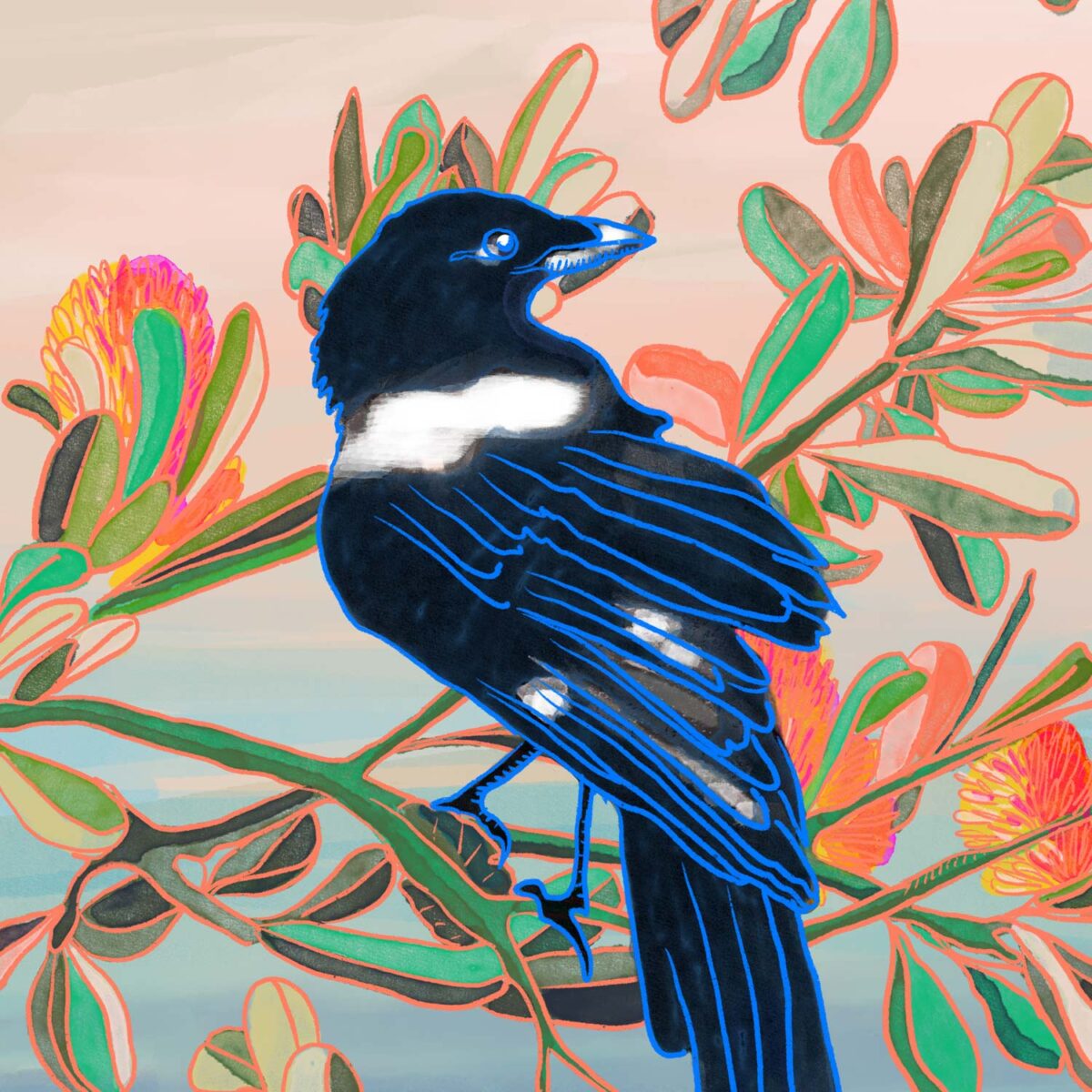 Magpie-and-banksia-flower2