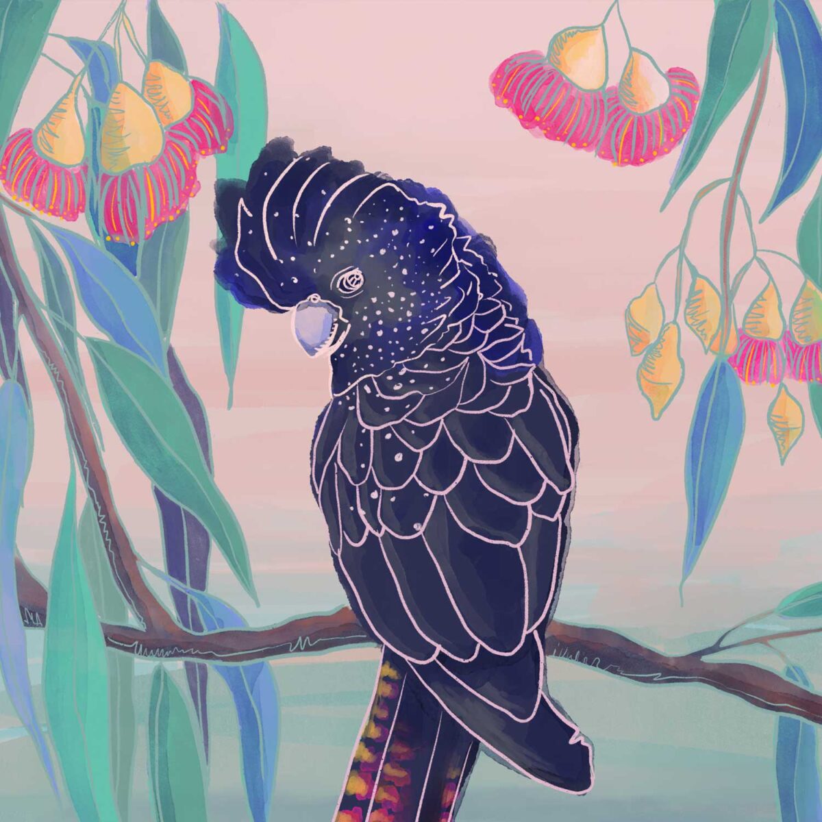 black-cockatoo