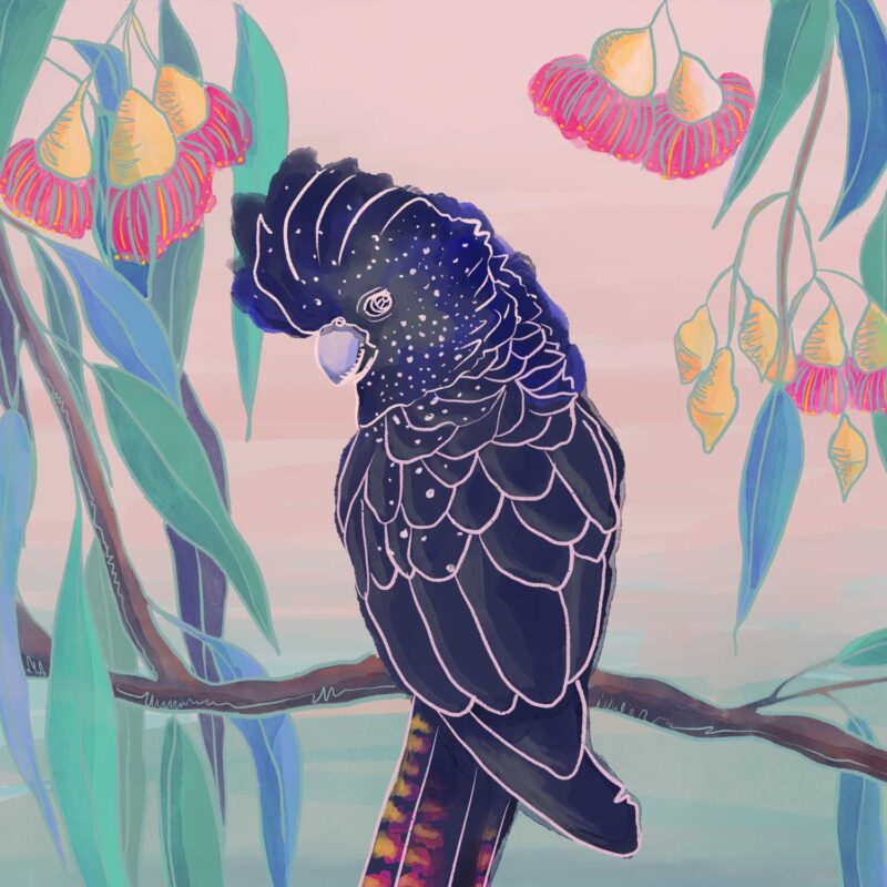 Black Cockatoo - Giclée print