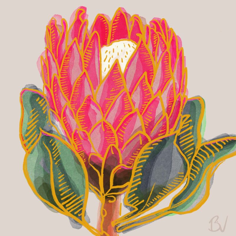 Protea Flower
